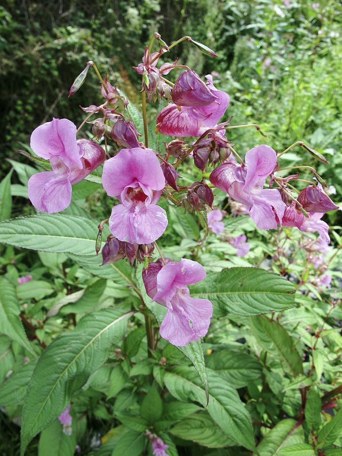 Himalayan Balsam (impatiens Glandulifer) Photograph by Cordelia Molloy ...