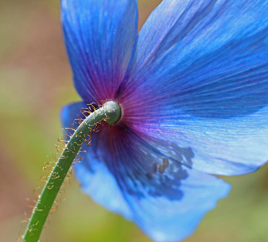 Poppy Photograph - Himalayan Blue Poppy Flower Shadows by Jennie Marie Schell