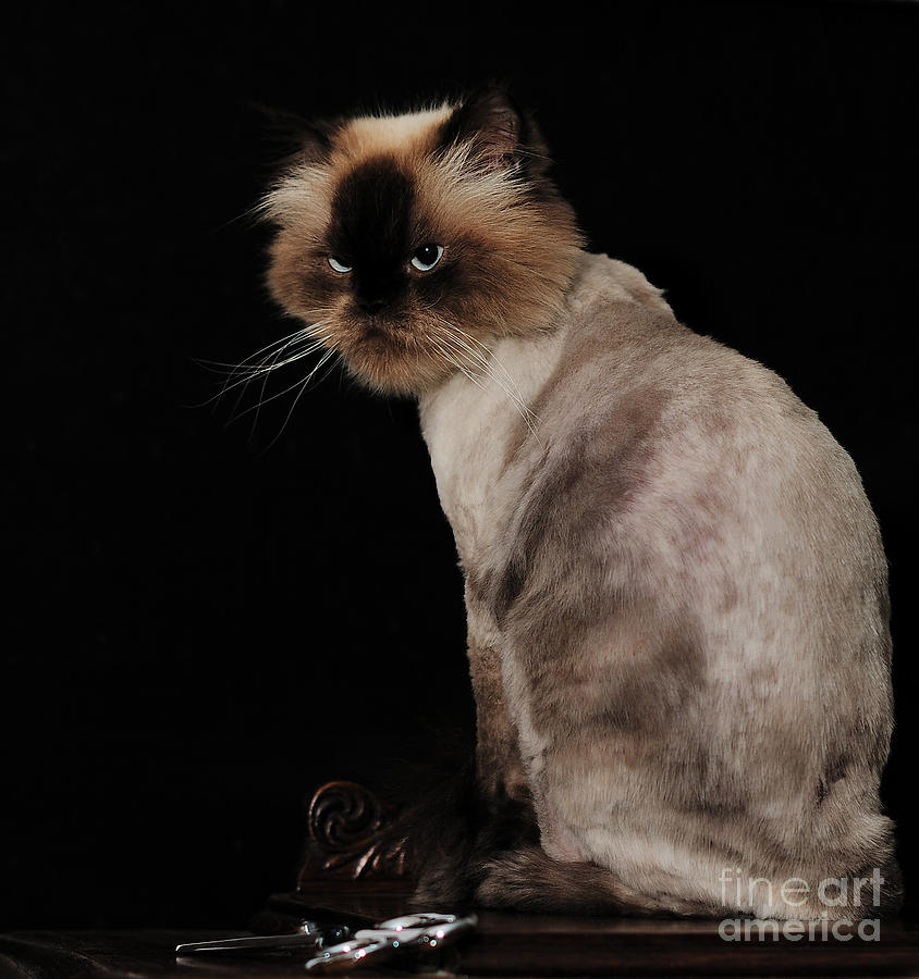 Himalayan Cat Lioned Out Photograph by Wayne Nielsen