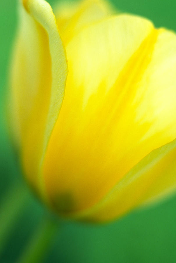 Hint of a Tulip Photograph by Kathy Yates