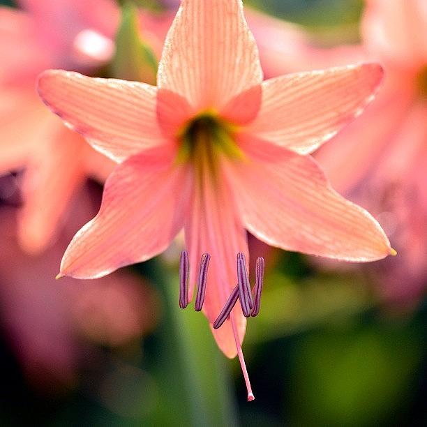 Lily Photograph - Hippeastrum Hybrid #hippeastrum #lily by Zaqqy J