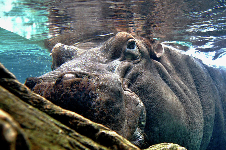 Hippo Below Photograph by Lorraine Devon Wilke