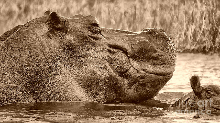 Hippo bull Photograph by Mareko Marciniak