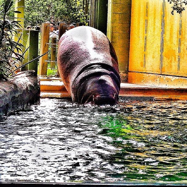 Hippopotamus Photograph - #hippo Going For A Swim by Natasha Taylor