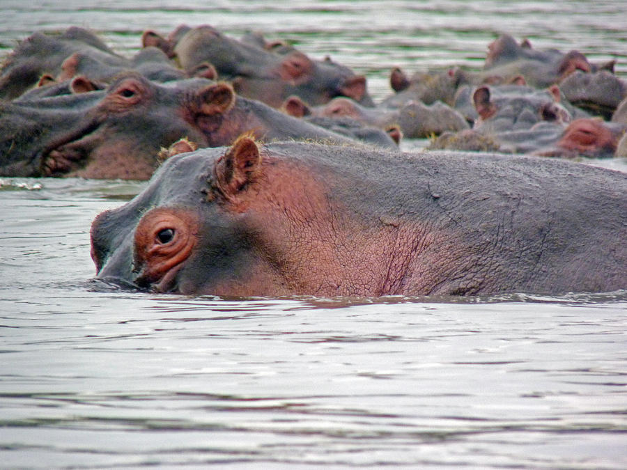Hippo Group in Mara River Photograph by Tony Murtagh