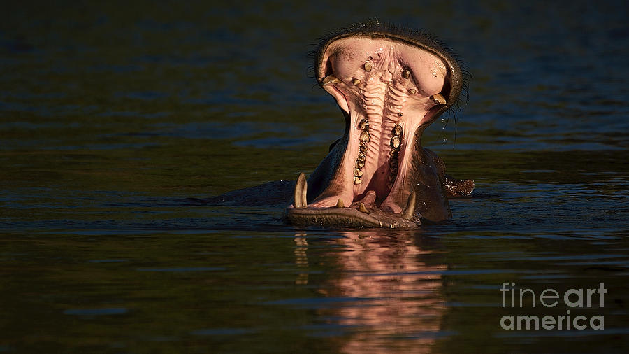 Hippo of Chobe Photograph by Mareko Marciniak