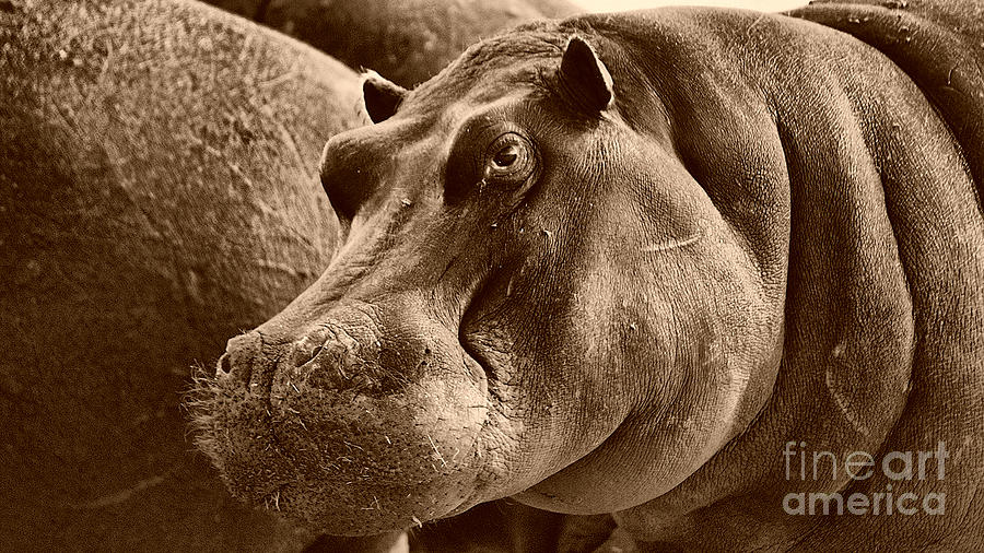 Hippo of Khwai Photograph by Mareko Marciniak