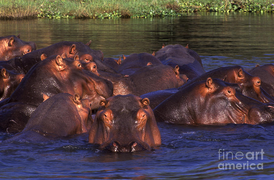 Hippo Pool - Zambia Photograph by Craig Lovell