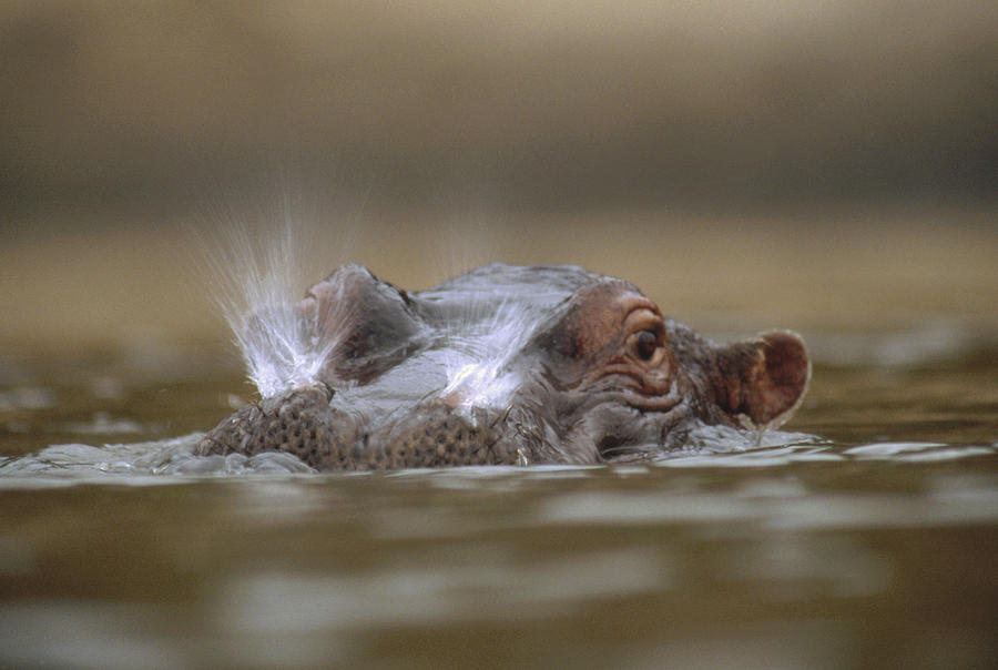 Hippopotamus Breathing At Water Surface Photograph by Tim Fitzharris