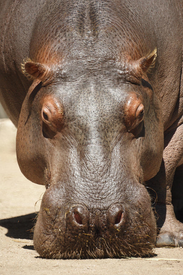 Hippopotamus Photograph by Ernest Echols