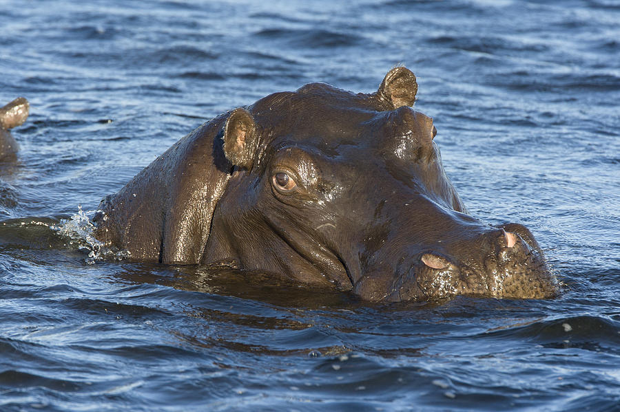 Hippopotamus Hippopotamus Amphibius Photograph by Suzi Eszterhas