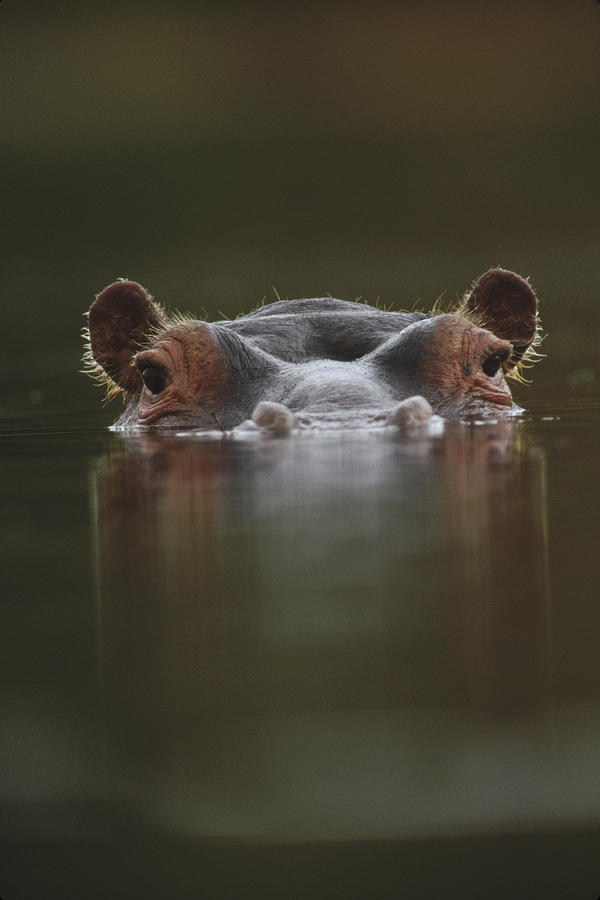 Hippopotamus Hippopotamus Amphibius Photograph by Tim Fitzharris