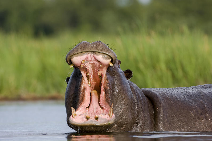 Hippo Displaying Photograph by Vincent Grafhorst