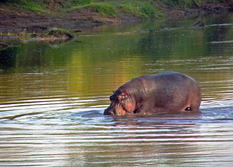 Hippopotamus in Mara River Photograph by Tony Murtagh