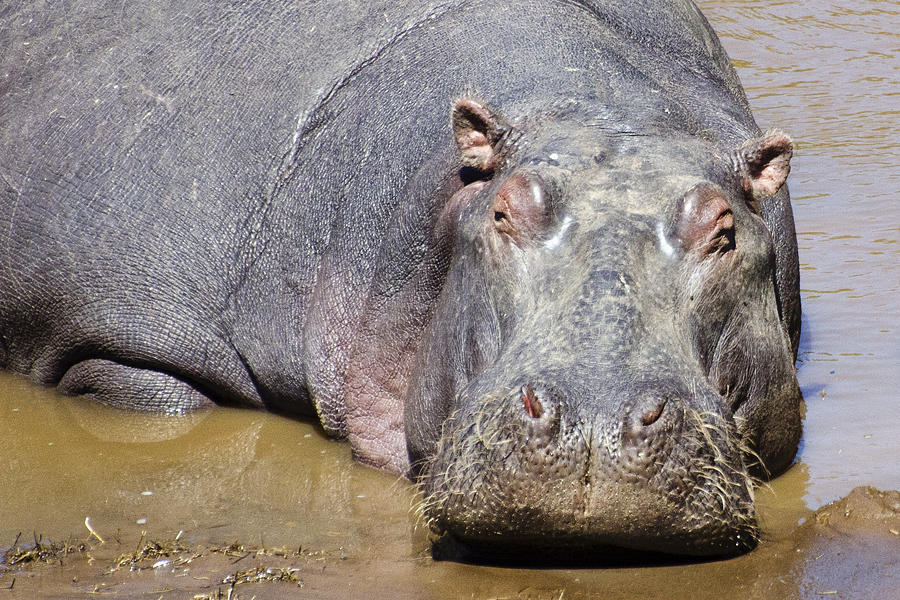 Hippopotamus Up Close Photograph by Marion McCristall