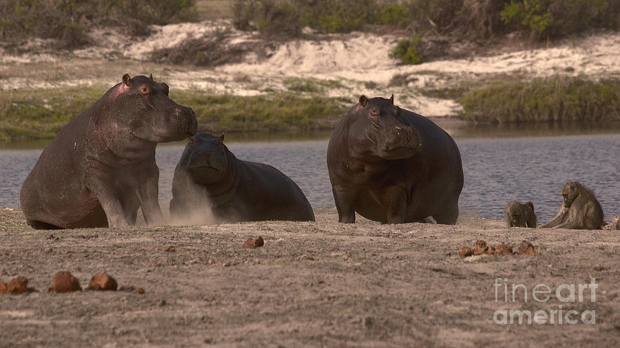 Hippos and baboons Photograph by Mareko Marciniak
