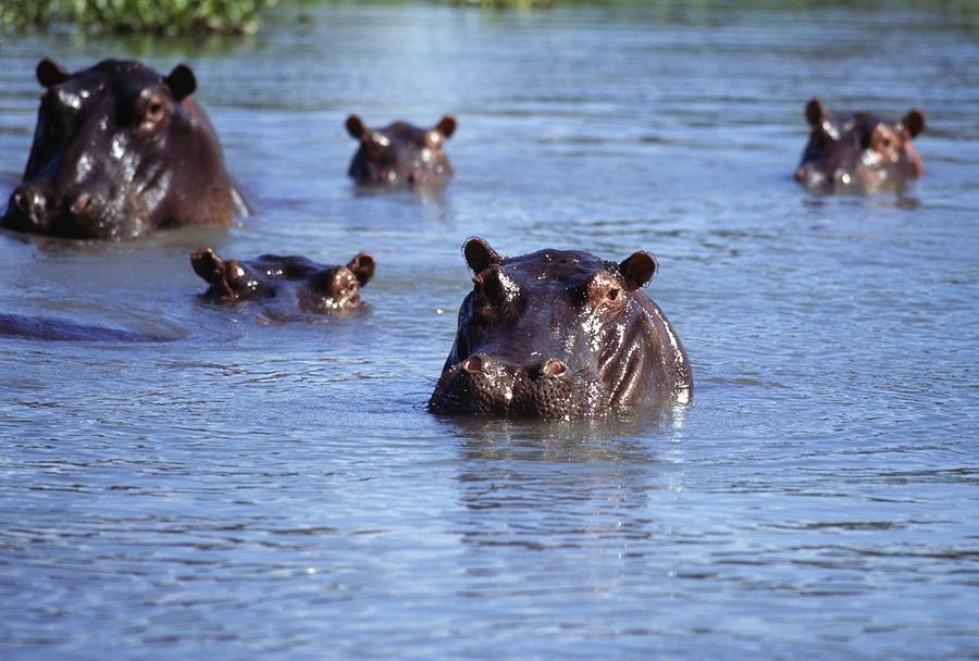 Hippo Holiday