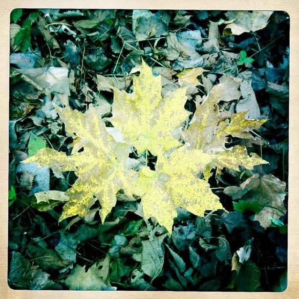 Fall Photograph - #hipstamatic #johns #inas1969 by Pam Wolney