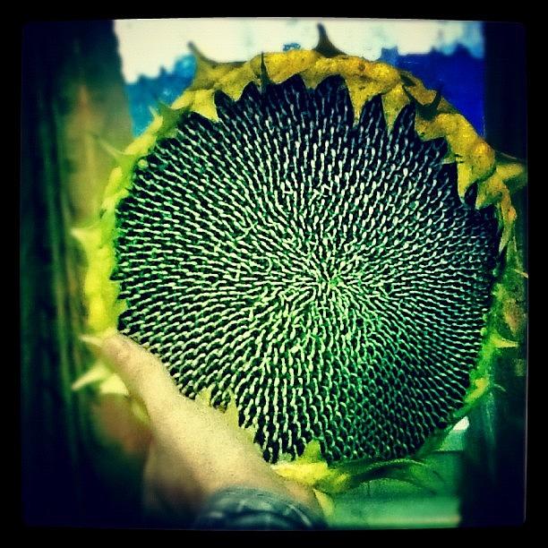 Sunflower Photograph - #hipstamatic #yellow #sun #sunflower by Garaev German