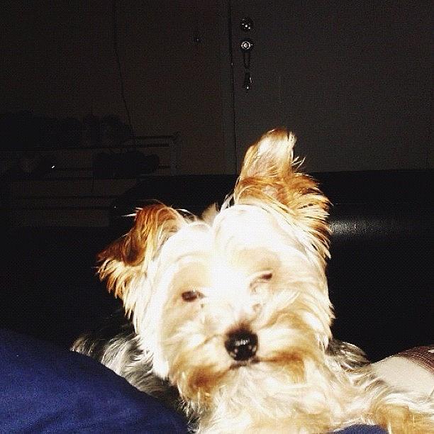 Pet Photograph - His Morning Face With The Flash, Lol by RaShonda Williams