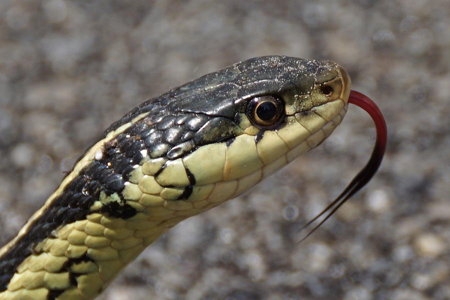 hissing-garter-snake-photograph-by-gwyneth-cheeseman