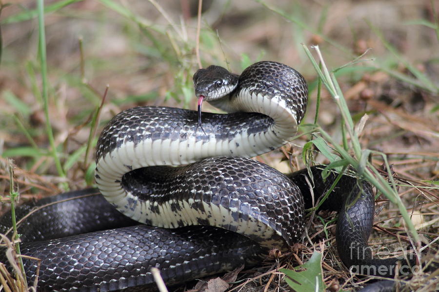 Snake Photograph - Hissing Rat Snake by Ursula Lawrence