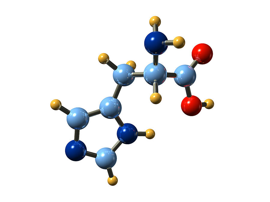 Amino Acid Photograph - Histidine, Molecular Model by Dr Mark J. Winter