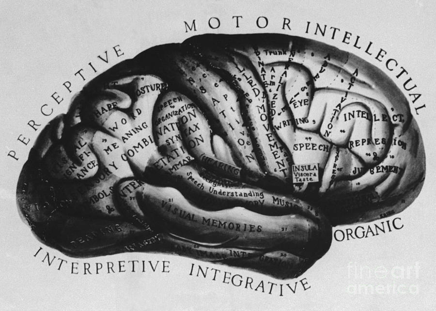 Historical Drawing Of Brain Photograph by Science Source
