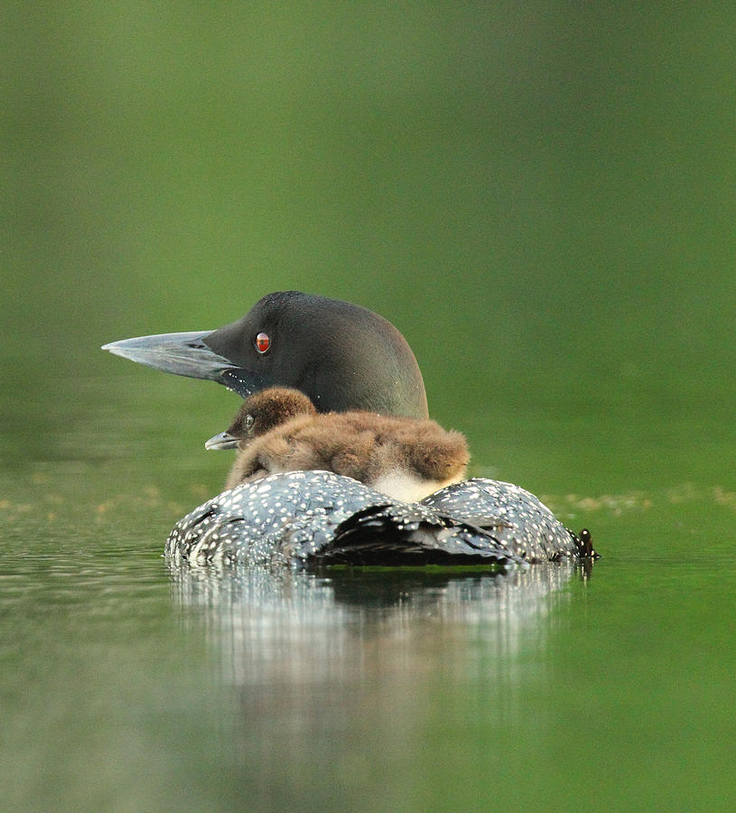 Hitching a Ride Photograph by Duane Cross