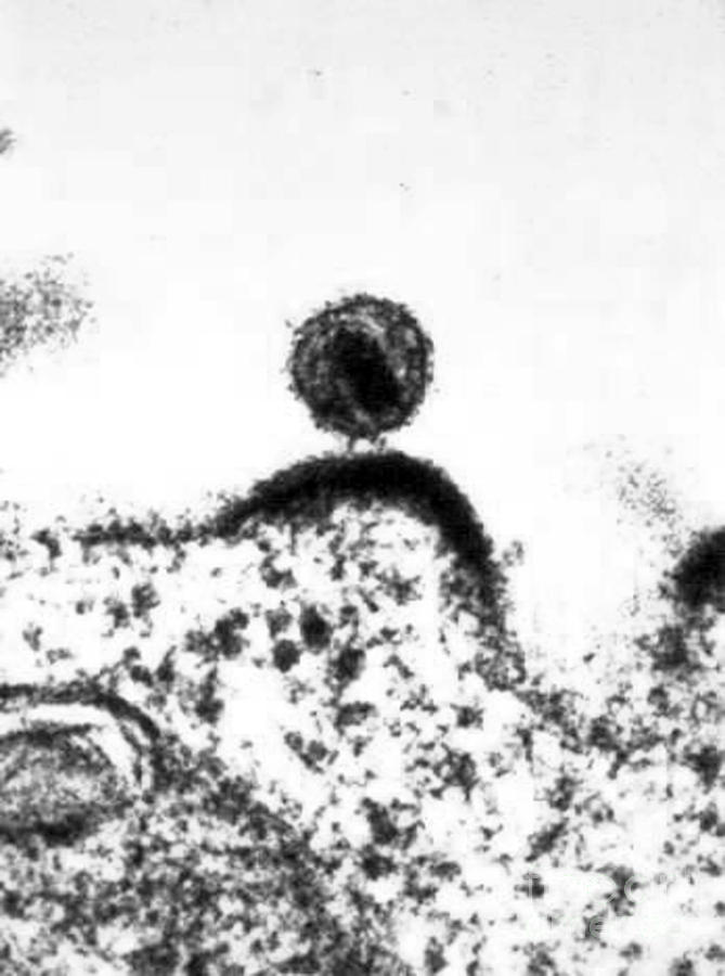 Hiv Budding Out Of Immune Cell, Tem Photograph by Science Source