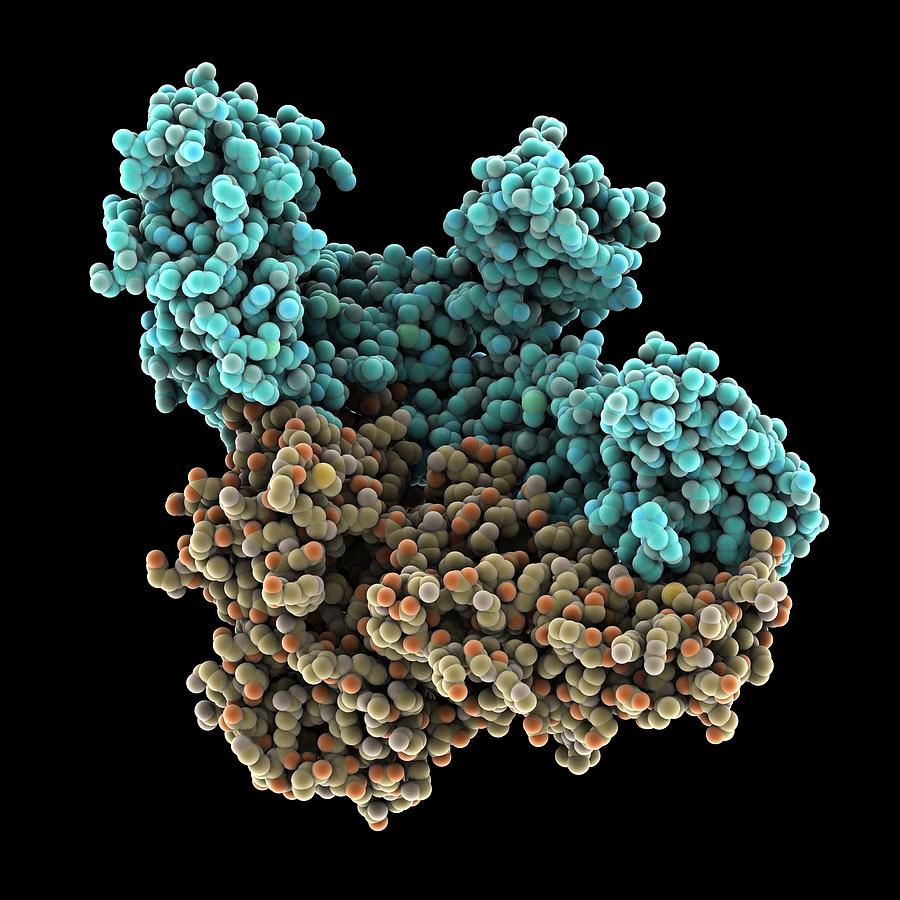 Illustration Photograph - Hiv Reverse Transcriptase Enzyme by Laguna Design