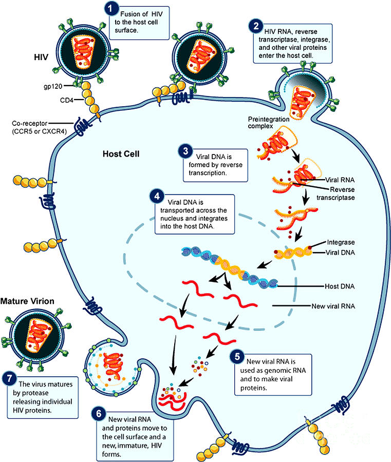 Hiv Virus Replication Cycle Photograph by Science Source
