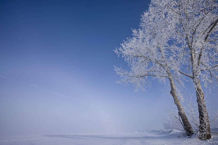 Hoar Frost Covered Poplar Trees Photograph by Dan Jurak