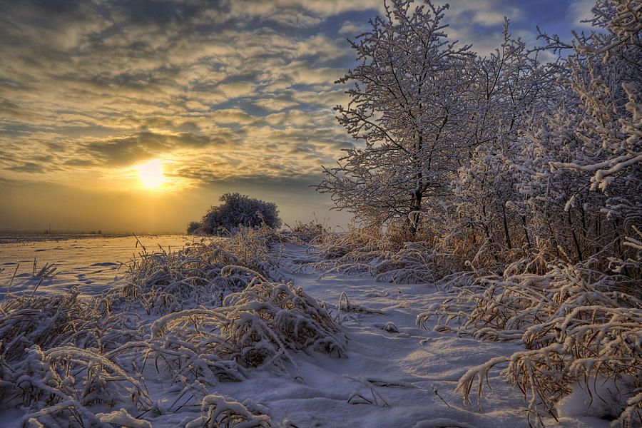 Hoar Frost Covered Trees At Sunrise Photograph by Dan Jurak