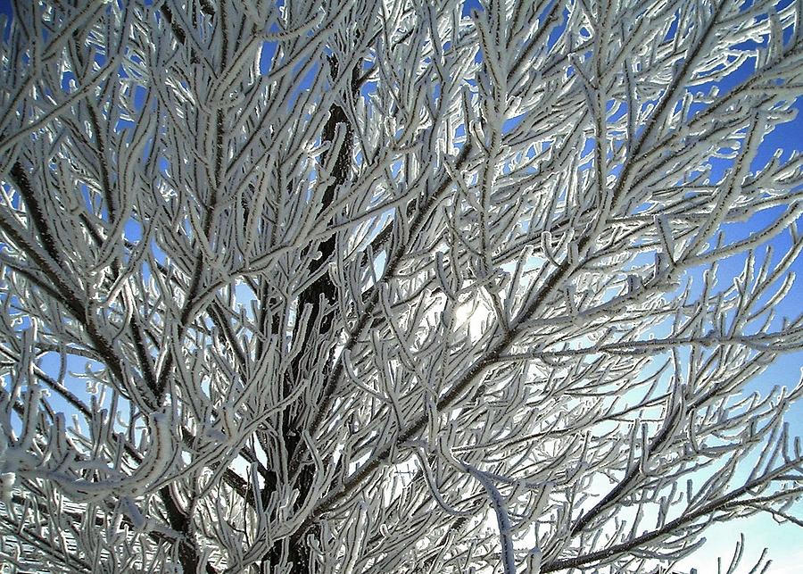 Hoar Frost Photograph by Ellen Heaverlo