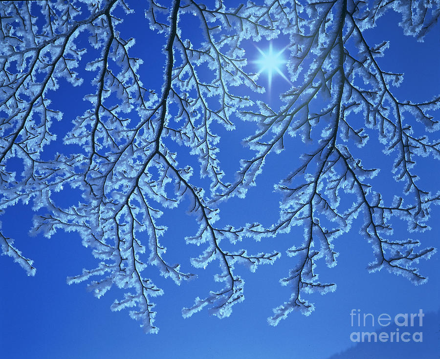 Hoar Frost Photograph by Hermann Eisenbeiss and Photo Researchers