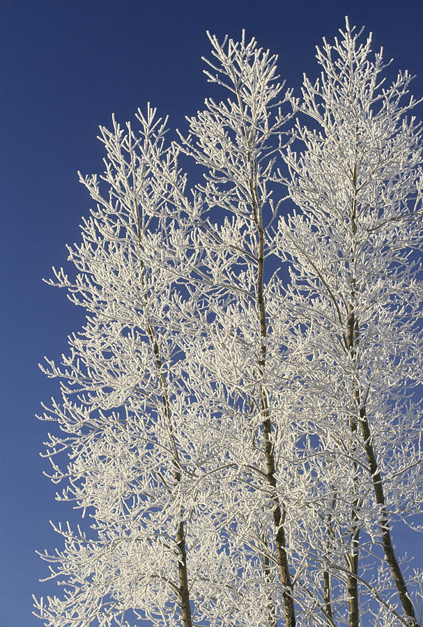 Hoar Frost On Trees Milton Prince Photograph By John Sylvester Fine   Hoar Frost On Trees Milton Prince John Sylvester 