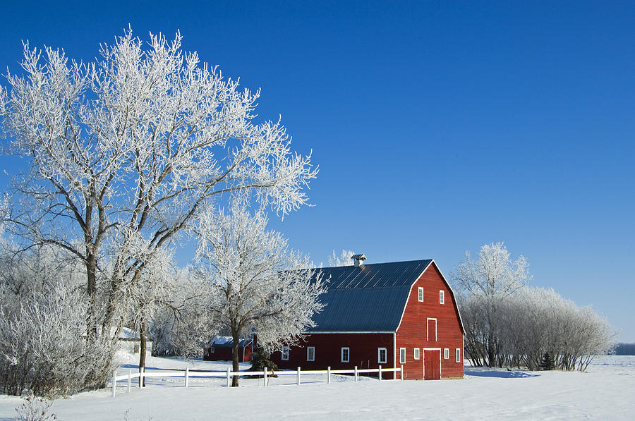 Hoarfrost And Red Barn Photograph by Mike Grandmailson