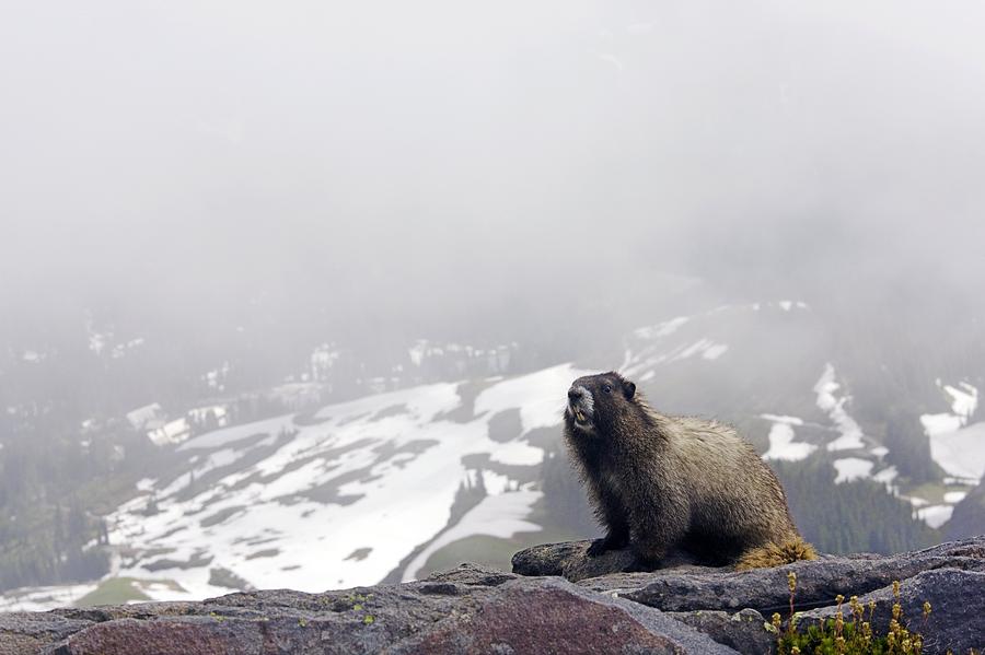 Nature Photograph - Hoary Marmot On A Rock by Bob Gibbons
