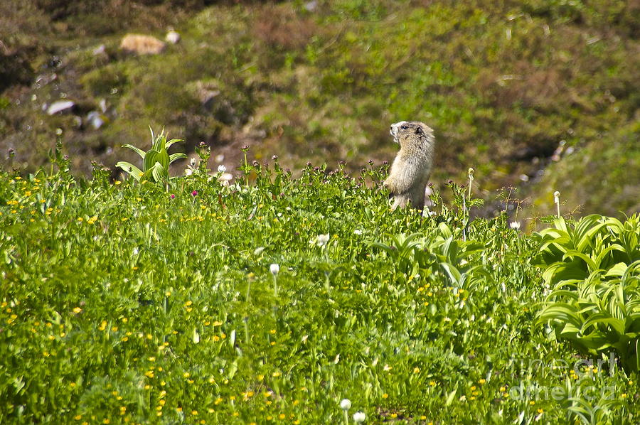 Hoary Marmot Photograph by Sean Griffin