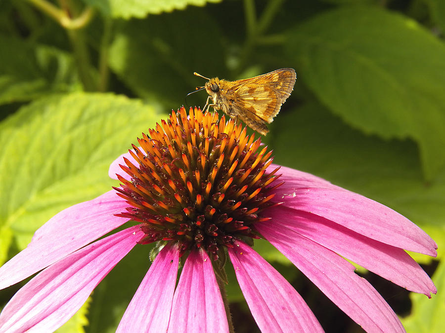 Hobomok Skipper Butterfly Photograph by Corinne Elizabeth Cowherd