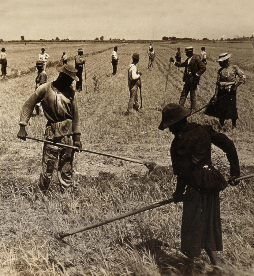 Hoeing Rice in South Carolina - c 1904 Photograph by International  Images