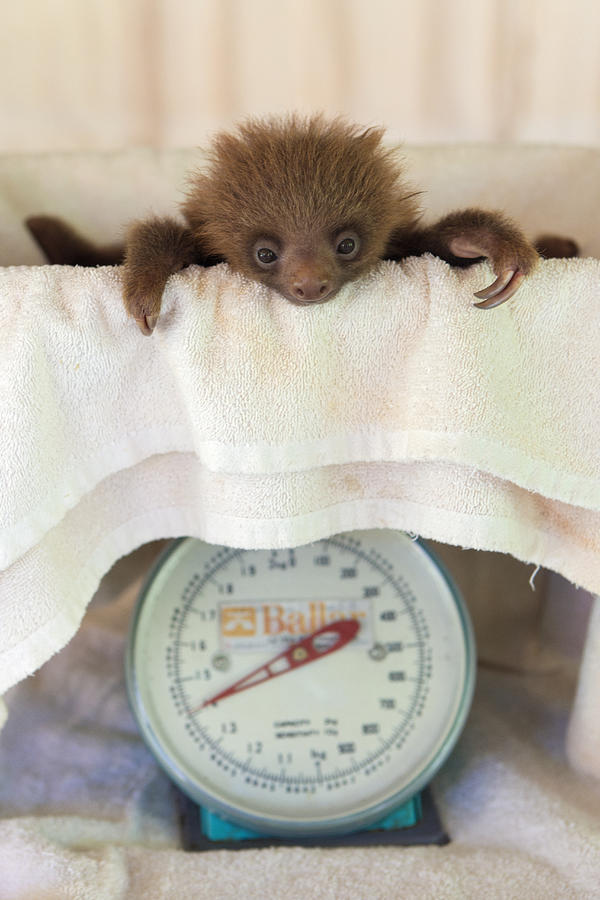 Mammal Photograph - Hoffmanns Two-toed Sloth Orphan by Suzi Eszterhas