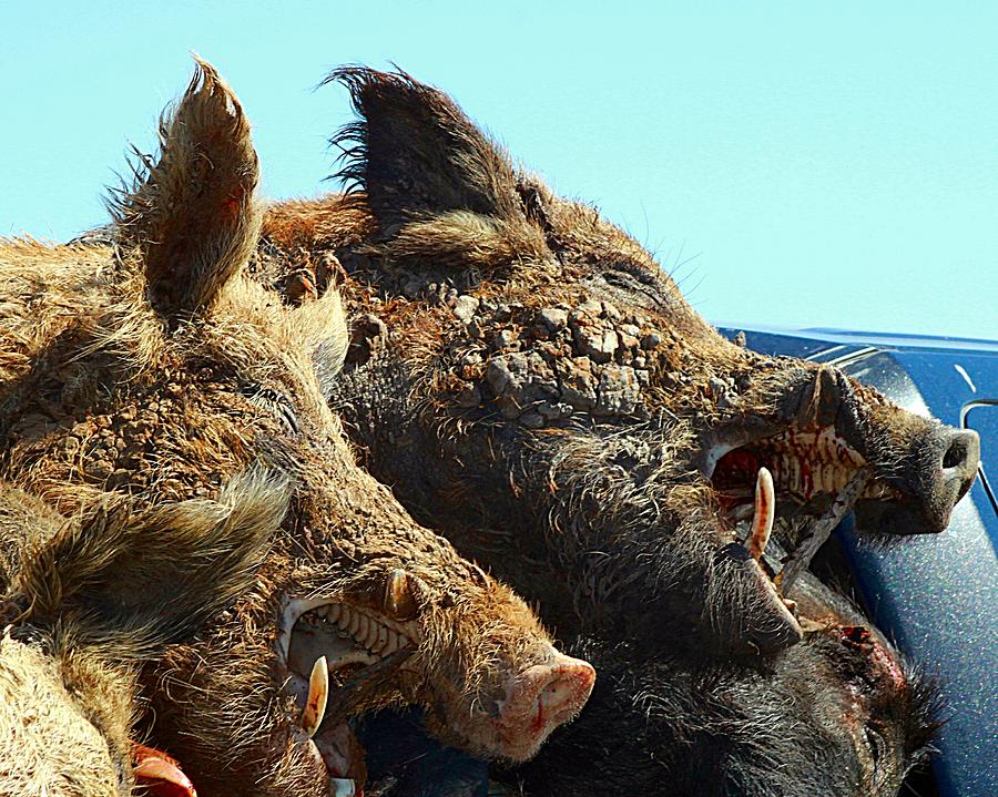 Hunting Photograph - Hogs Gone Wild by Monica Wheelus