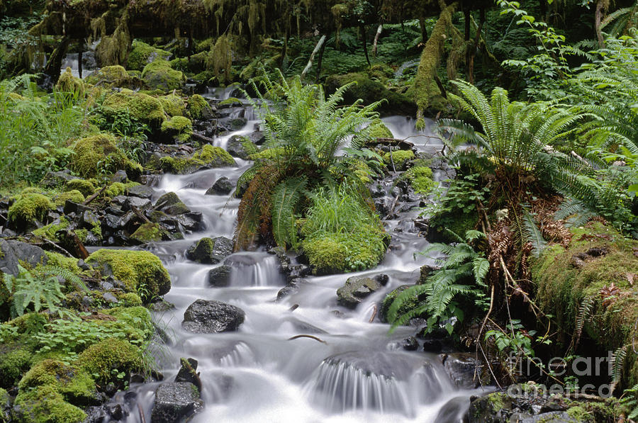 Hoh Rain Forest - Washington Photograph by Craig Lovell