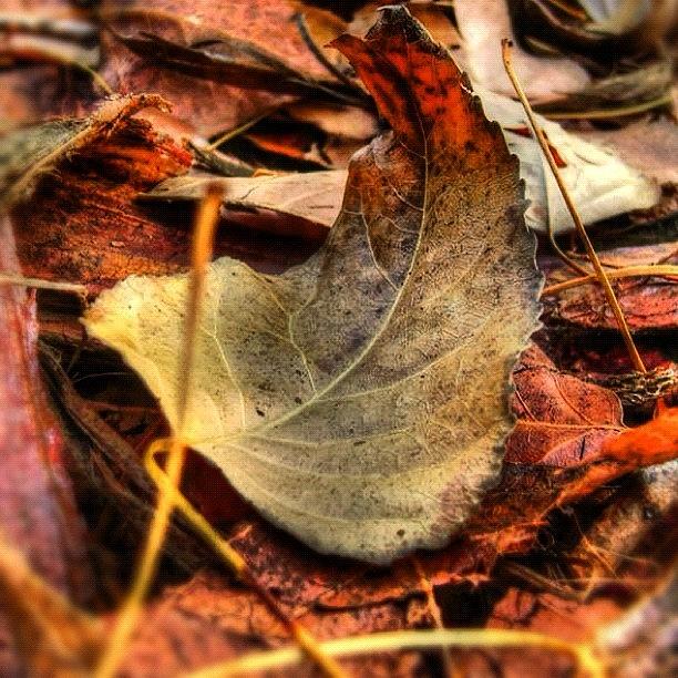 Nature Photograph - #hoja #seca En El #campo. #otoño -- by José Manosalva