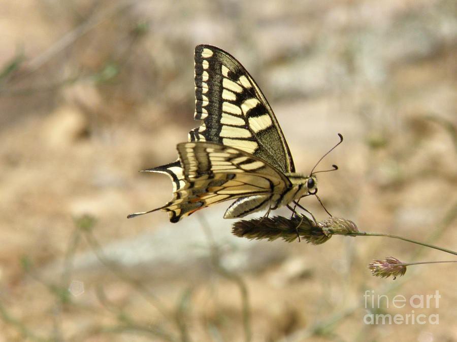 Butterfly Photograph - Hold on Tight by Lainie Wrightson