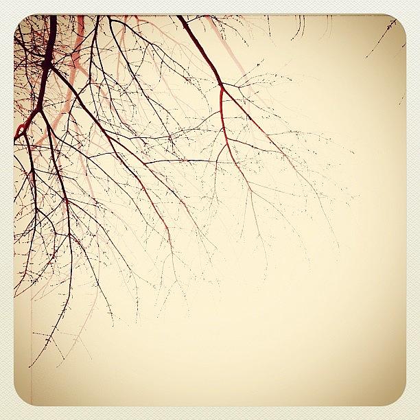 Tree Photograph - #holga #tree #branches #ilovebranches by S Webster