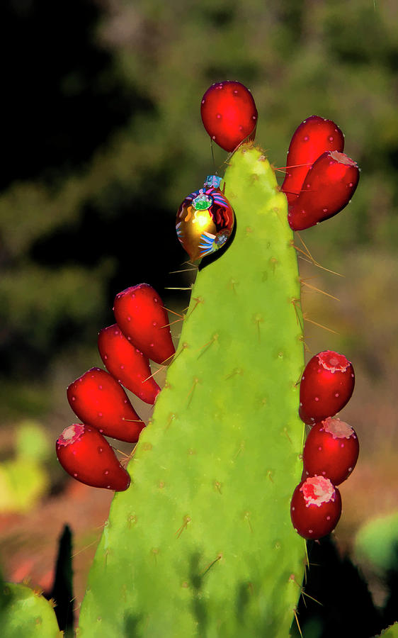 Holiday Cactus 3 Photograph by Lou  Novick