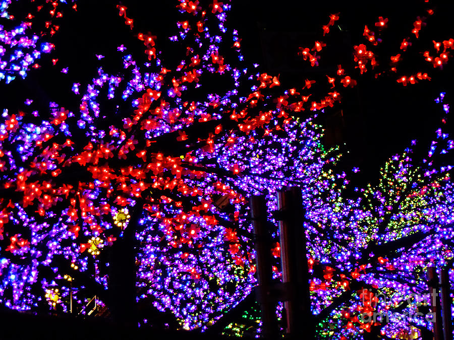 Holiday Lights 3 Photograph by Xueling Zou